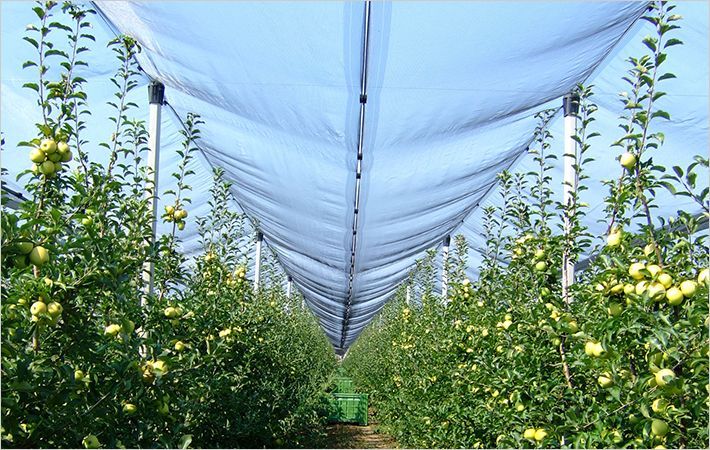 TAL to show SAF made textiles for agro sector at IPM Essen